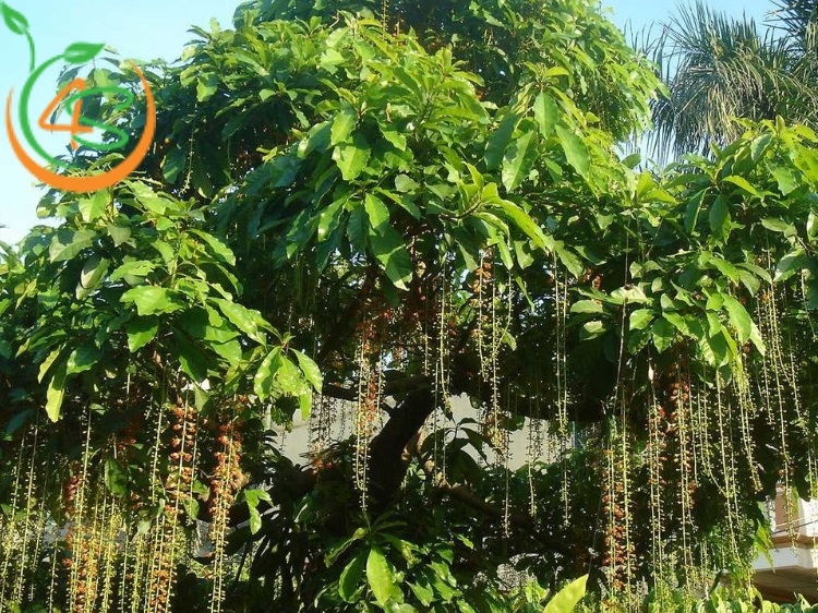 trồng cây lộc vừng trước nhà