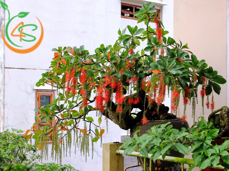 trồng cây lộc vừng trước nhà