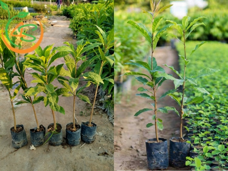 trồng cây lộc vừng trước nhà