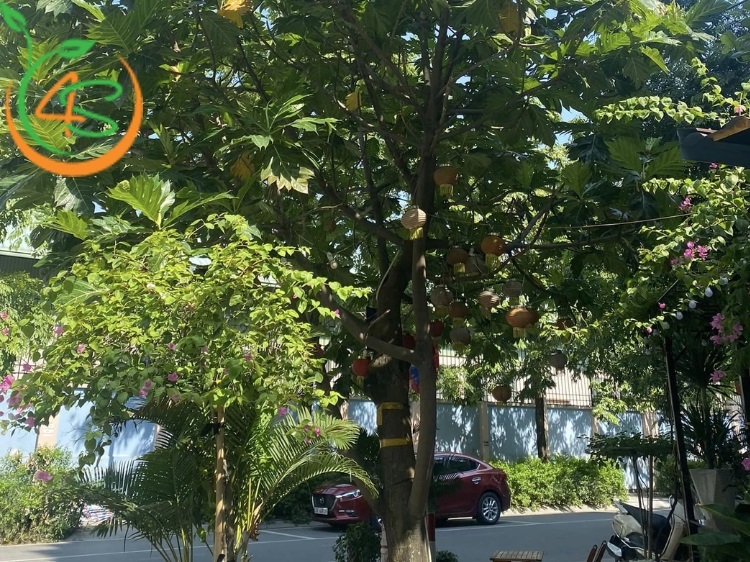 trồng cây sa kê trước nhà có tốt không
