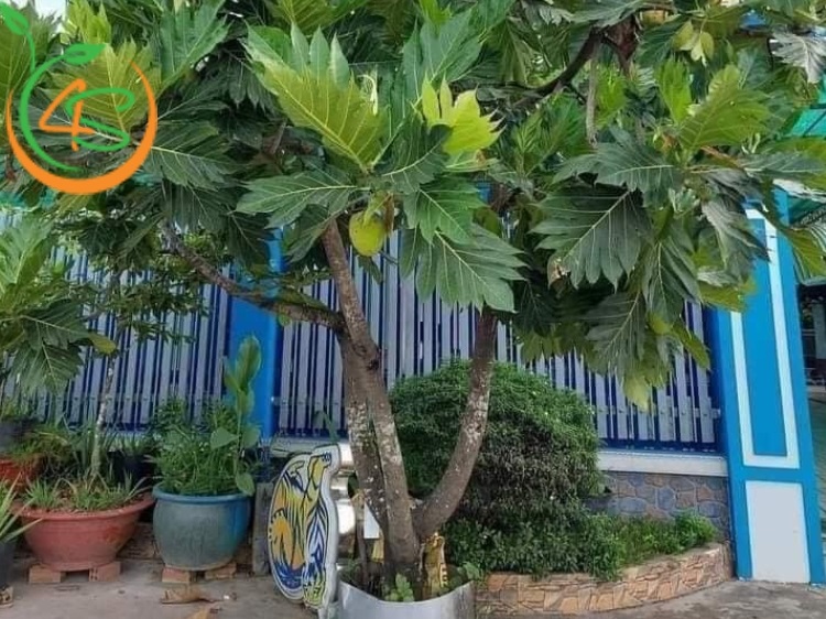trồng cây sa kê trước nhà có tốt không