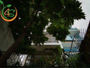 trồng cây sa kê trước nhà có tốt không