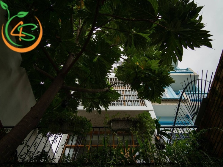 trồng cây sa kê trước nhà có tốt không