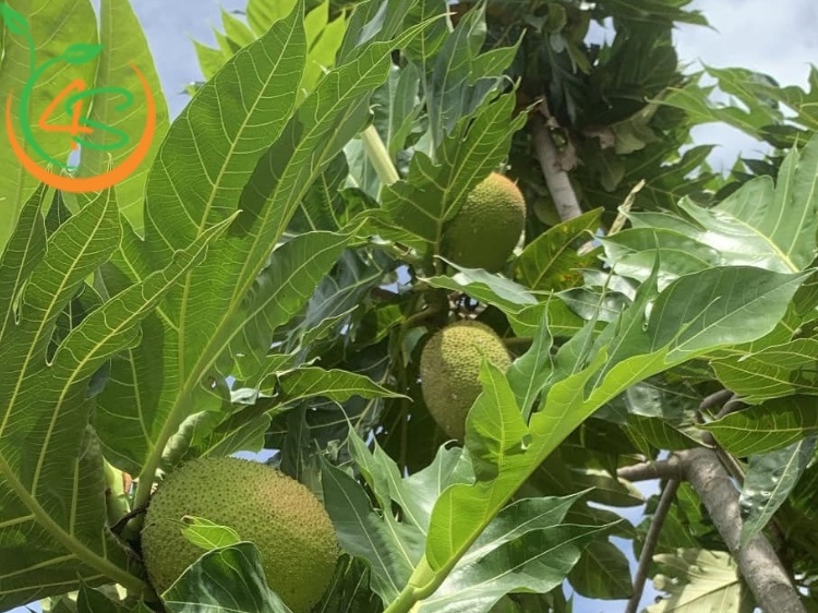 trồng cây sa kê trước nhà có tốt không