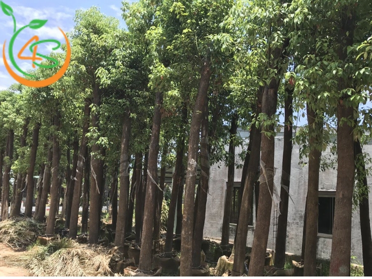 Trồng rừng cây gì hiệu quả đối với môi trường và kinh tế? 10 các loại cây trồng rừng