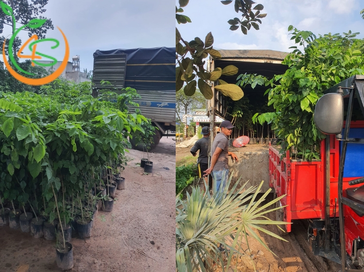 Trồng rừng cây gì hiệu quả đối với môi trường và kinh tế? 13 các loại cây trồng rừng