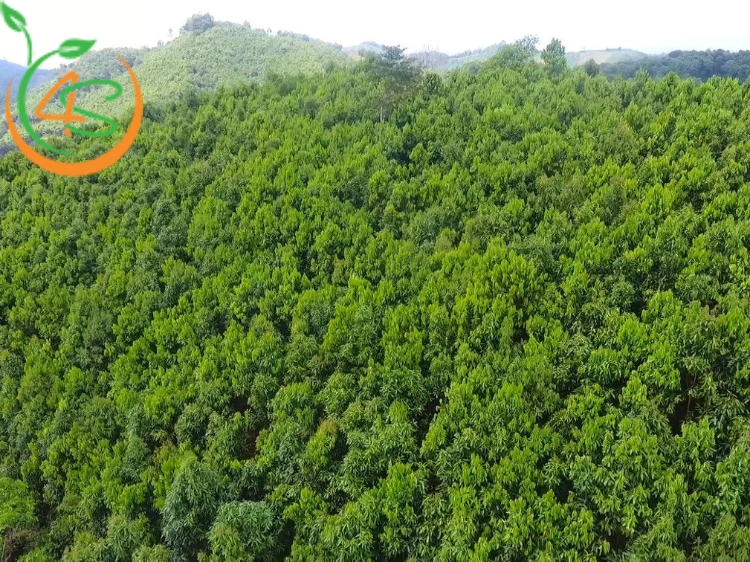 Trồng rừng cây gì hiệu quả đối với môi trường và kinh tế? 3 trồng rừng cây gì hiệu quả