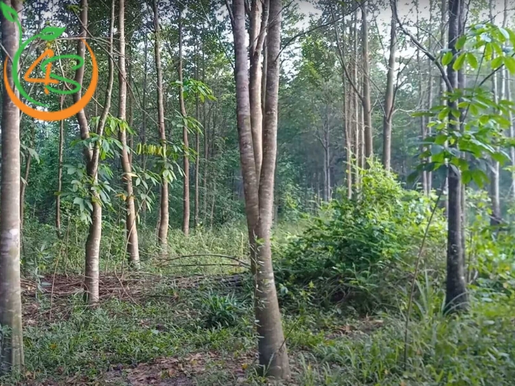 Trồng rừng cây gì hiệu quả đối với môi trường và kinh tế? 7 trồng rừng cây gì hiệu quả
