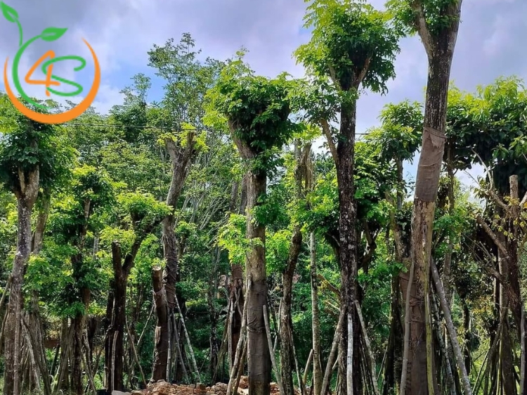 Trồng rừng cây gì hiệu quả đối với môi trường và kinh tế? 8 các loại cây trồng rừng