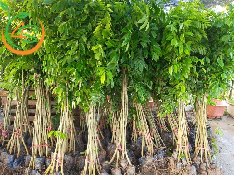 ưu điểm của nhân giống bằng hạt