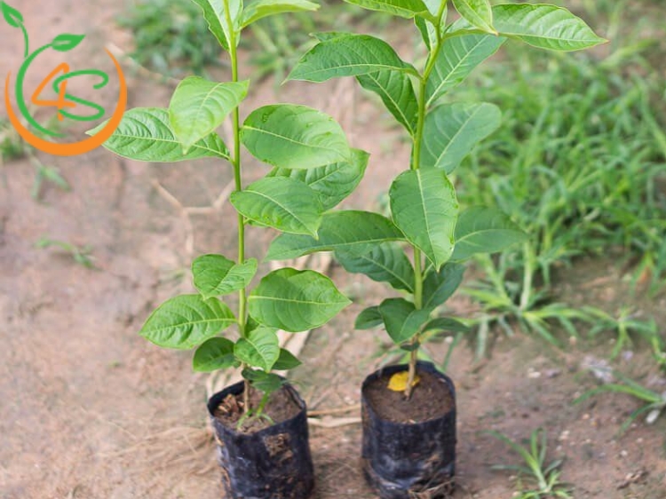vì sao phải bón phân cho cây trồng