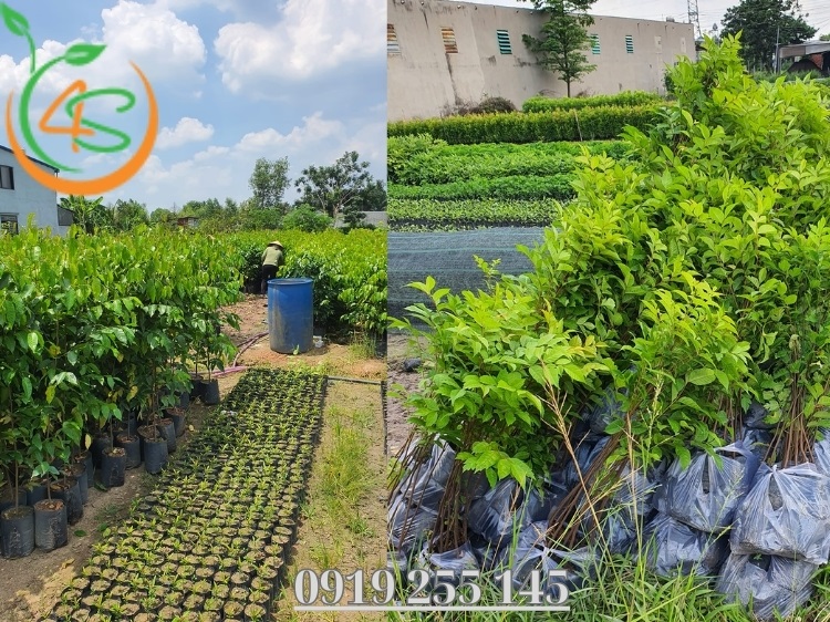 Vườn Ươm Cây Giống: Bí Quyết Lựa Chọn Vườn Ươm Uy Tín 1 vườn ươm cây giống