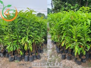 vườn ươm cây giống