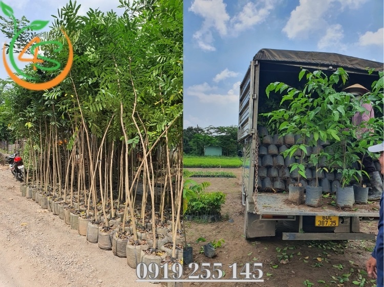 Vườn Ươm Cây Giống: Bí Quyết Lựa Chọn Vườn Ươm Uy Tín 6 vườn ươm cây giống